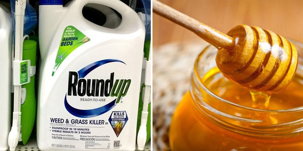 CATCH THE BUZZ – FDA Finds Glyphosate in Honey. What Now?