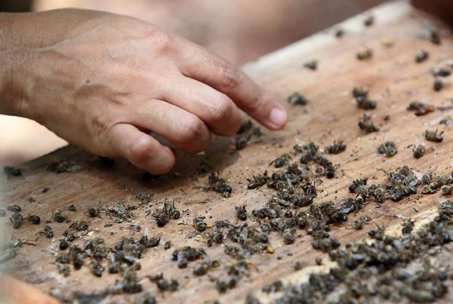 CATCH THE BUZZ – Millions of Dead Bees Devastate Mexican Beekeepers’ Business