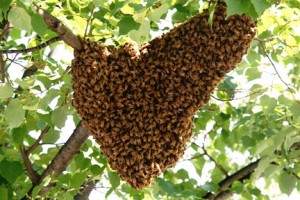 CATCH THE BUZZ -A Stiff Breeze is no Match for a Honey Bee Swarm