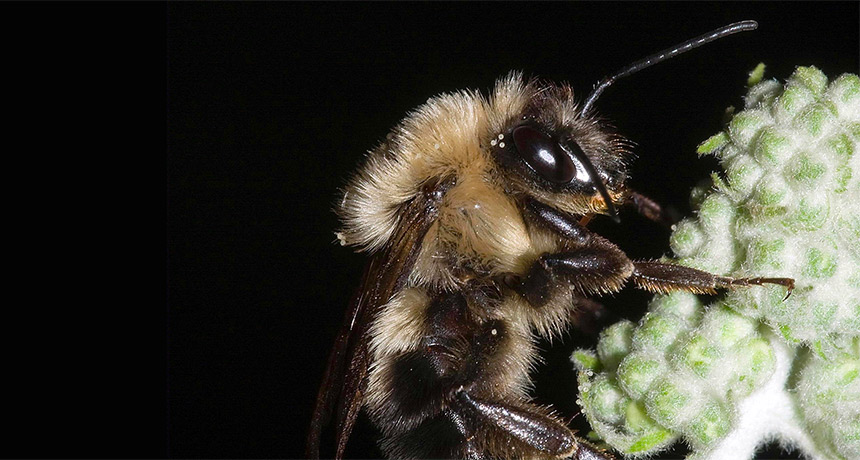 CATCH THE BUZZ – What Do Bees Do During a Total Eclipse? Why They Quit Buzzing for One Thing!