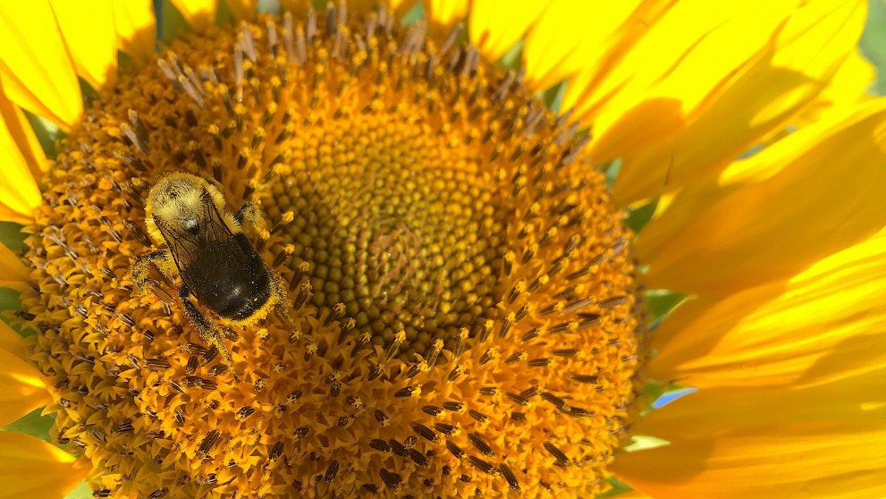 CATCH THE BUZZ – Sunflower Pollen Seems to Cause Real Problems for Nosema Ceranae. That’s Good.