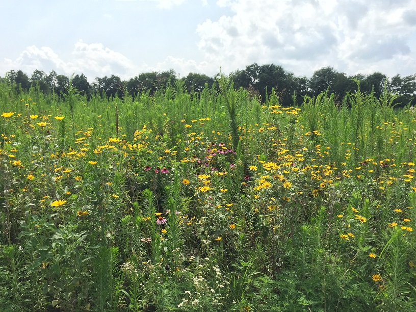 CATCH THE BUZZ – Where Did Those Flowers Come From? Now We Know.