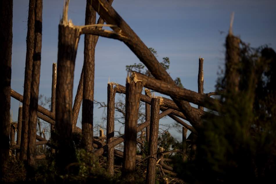 CATCH THE BUZZ – Panhandle Beekeepers Assess Hurricane Damage. You Can Help!