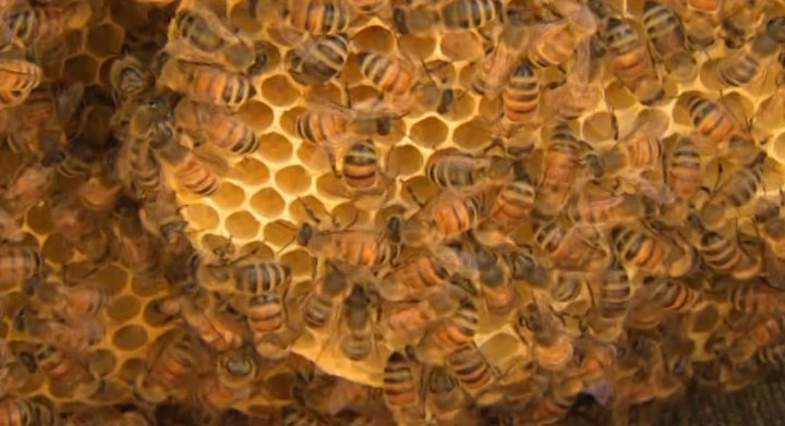CATCH THE BUZZ – BC Announces Extra $50K in Funding for Bee Health