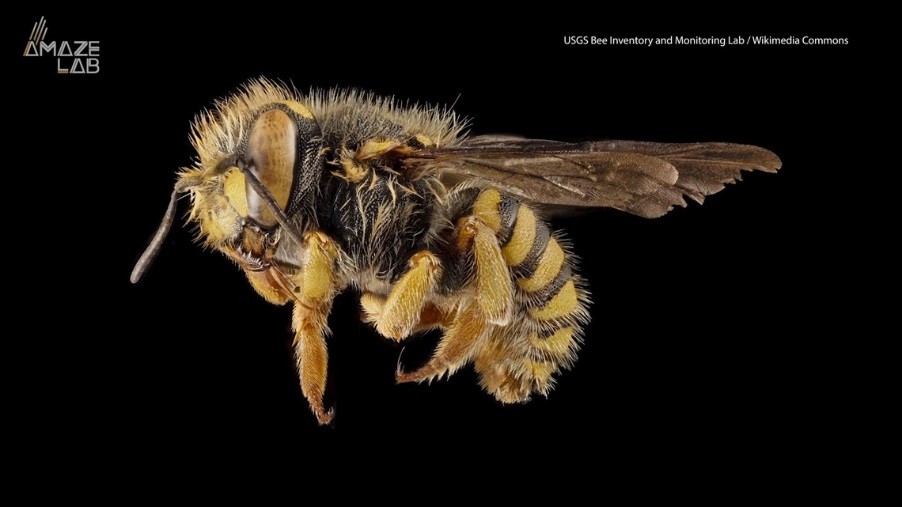 CATCH THE BUZZ – Researchers Discover Honey Bee Gynandromorph with Two Fathers and No Mother.