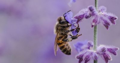 CATCH THE BUZZ – France is the First Country to Ban all 5 Neonic Pesticides