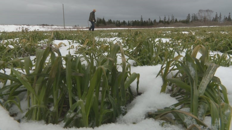 CATCH THE BUZZ – Cover Crops May Increase Winter Temperatures in North America