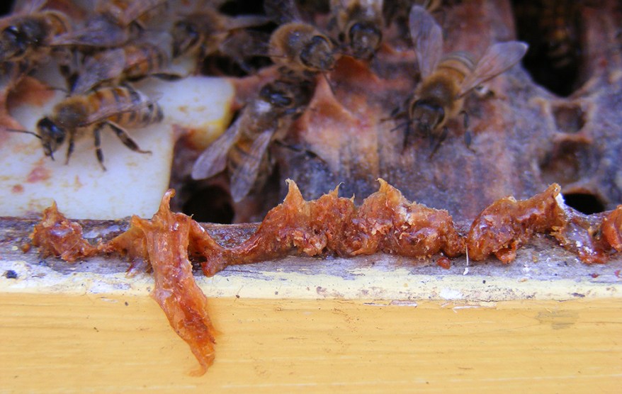 CATCH THE BUZZ – Georgia Scientists Show That More Propolis Means Healthier Bees, and Here’s How to Make That Happen.