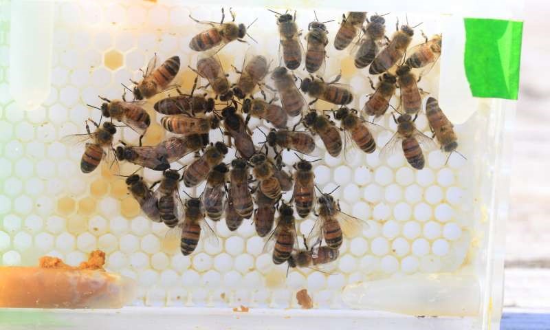 CATCH THE BUZZ – Make Sure the Workers are Fed, and They’ll Take Care of the Queen.