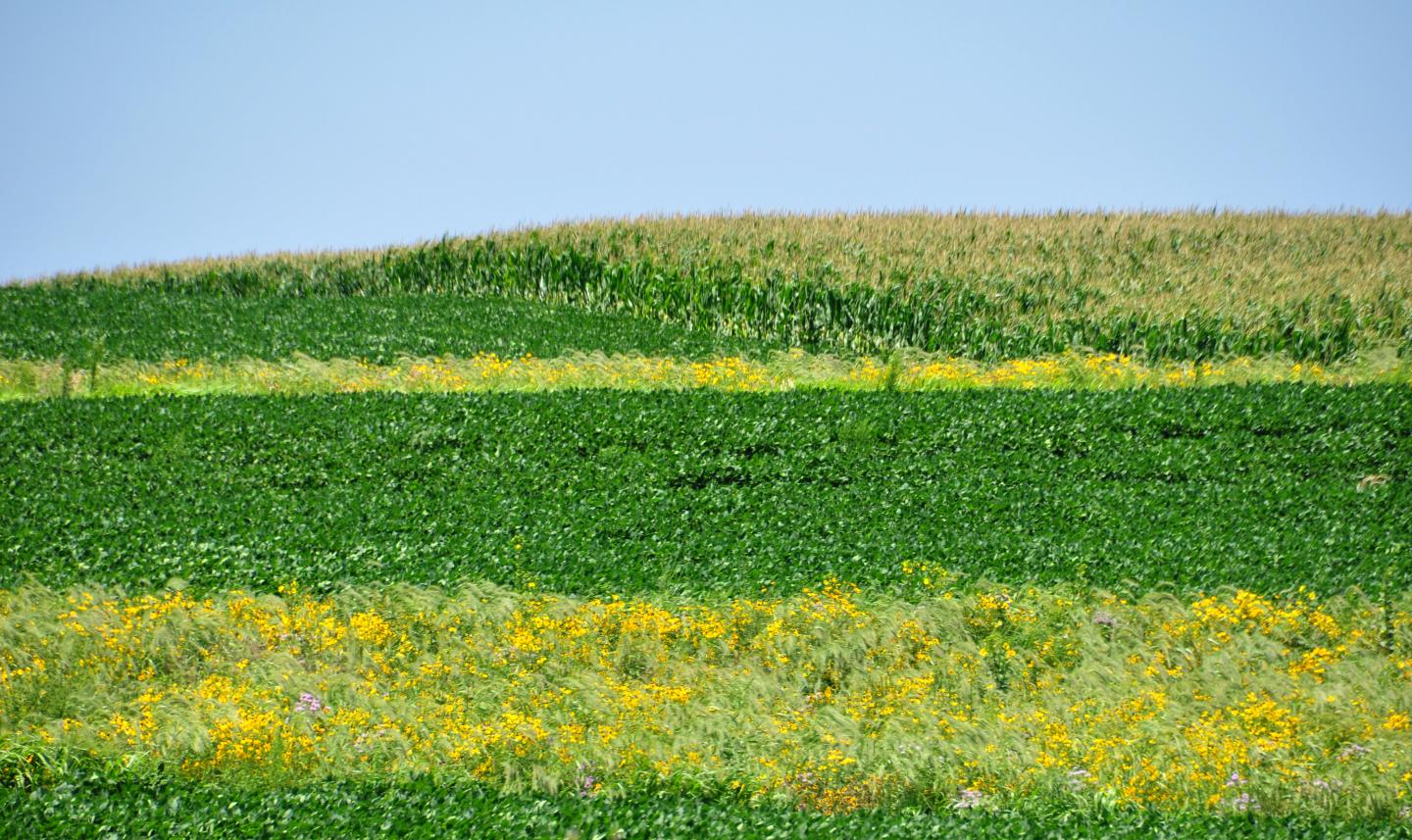 CATCH THE BUZZ – Prairie Strips Transform Farmland Conservation Converting Low-Profit Land Brings Big Returns.