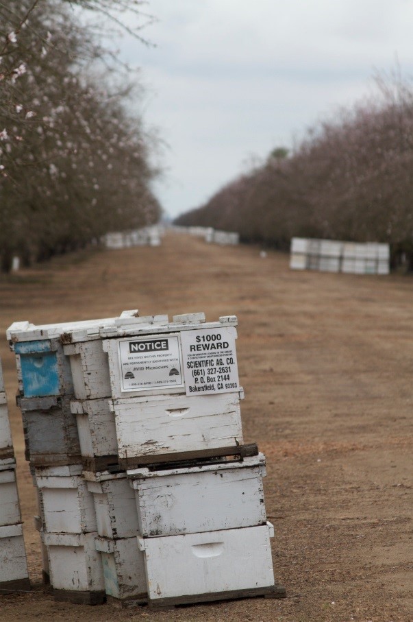 CATCH THE BUZZ – Almond Pollination Colonies Being Stolen, Again. Know Your Beekeeper, Mark Your Hives, Hide Your Hives.