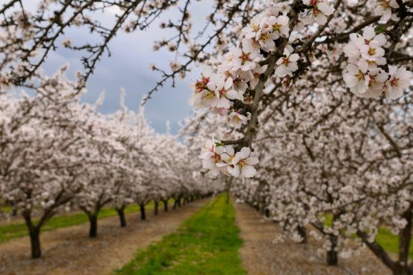 CATCH THE BUZZ – The Almond Board of California Commits to Four New Sustainability Pledges.