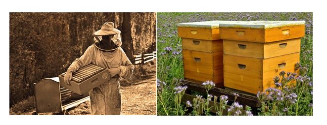 CATCH THE BUZZ – It’s All About the Bees: Displaced Workers Find Jobs Within an Appalachian Tradition