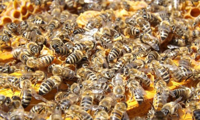 CATCH THE BUZZ – Students Create Probiotic to Help Honeybees Fight Deadly Fungus.