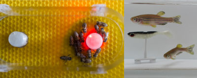 CATCH THE BUZZ – Fish and Bees “Talk” with Help from Robot Translators.