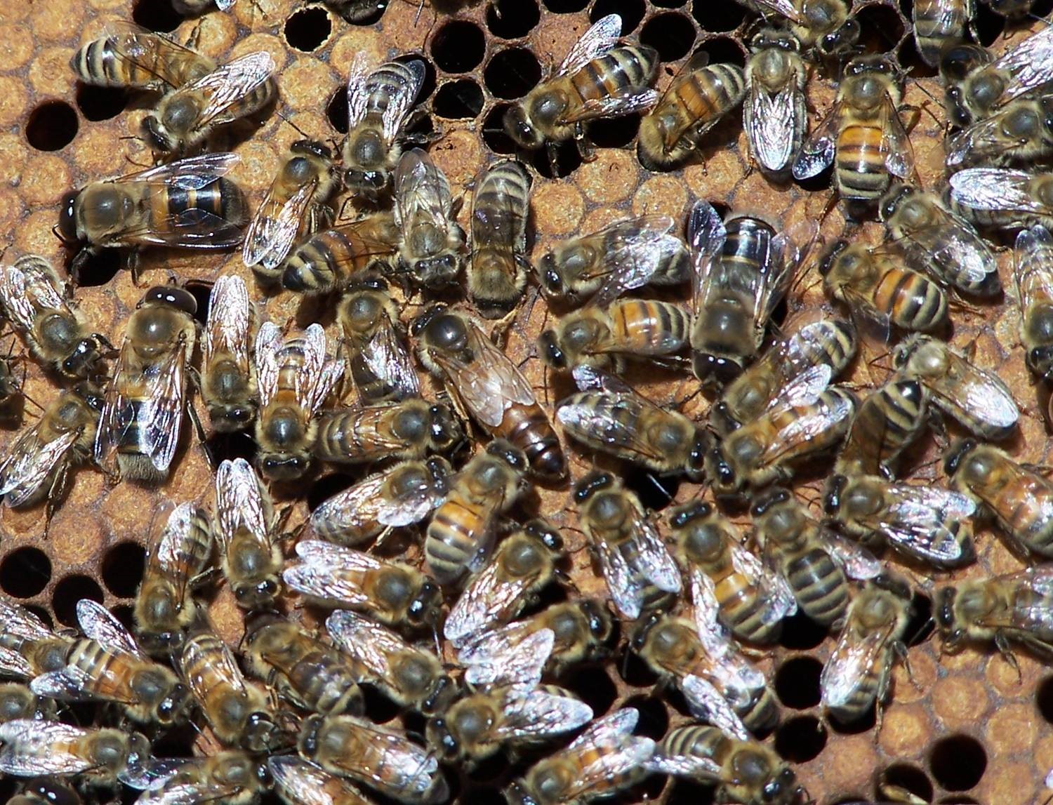 CATCH THE BUZZ – “There is a Protein in Royal Jelly that Causes Bee Stem Cells to Renew Themselves, So Queen Bees are Bigger and Contain More Cells Than Worker Bees”