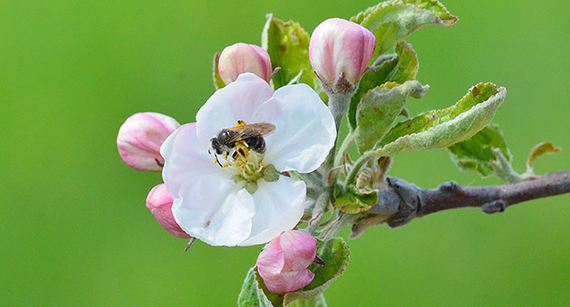 CATCH THE BUZZ – A Key Observation Was That Orchards Fare Best When They Have a Diverse Community of Bees Flying in From Natural Habitats.