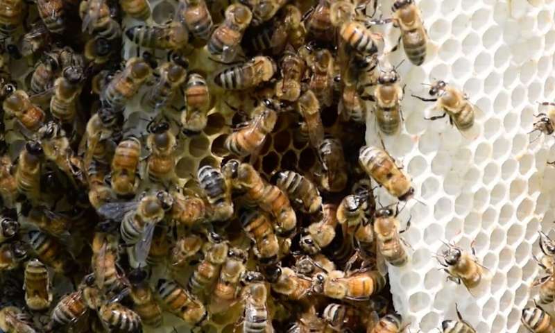 CATCH THE BUZZ – The Self-Grooming Behavior of Honey Bees Can Be Affected By Pesticides.