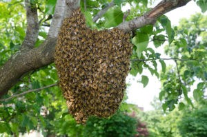 CATCH THE BUZZ – Bee Removal To Be Illegal In Texas.
