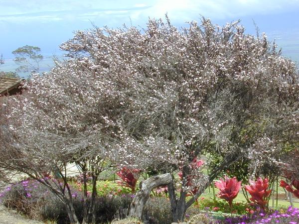 CATCH THE BUZZ – Manuka Plant Samples from 1769 Still High Quality and Easy to ID.