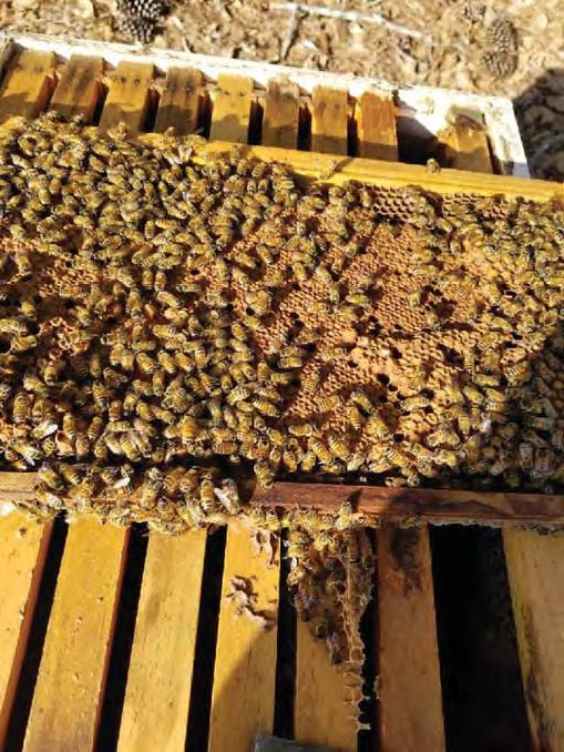 Does saving bee colonies mean breaking with tradition? - SWI