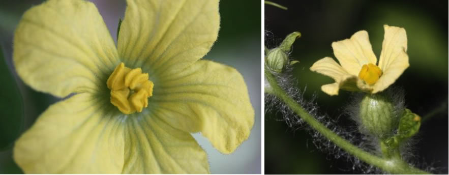 CATCH THE BUZZ – Seedless Watermelons Are A Different Challenge When Pollinating.