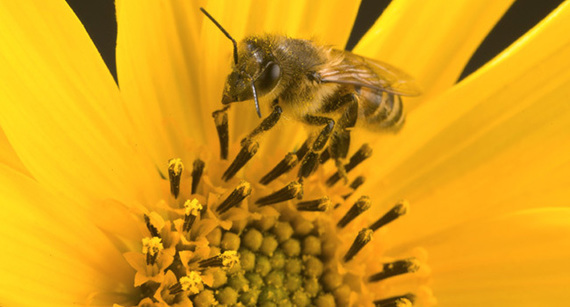 CATCH THE BUZZ – Honey Bee Colonies More Successful By Foraging on Non-Crop Fields.