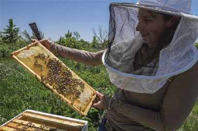 Small-Scale Beekeepers Earn More With Best Management Practices