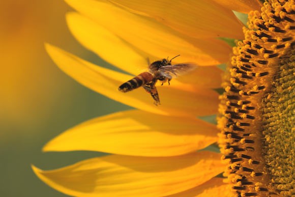 CATCH THE BUZZ – Can Honey Bees Count? They Can Match A Character To A Quantity. So….