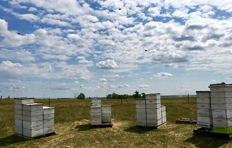 CATCH THE BUZZ – California Almond Farmers Would Benefit from Increased Efforts to Protect Essential Bee Foraging Territory in Northern Prairie States.