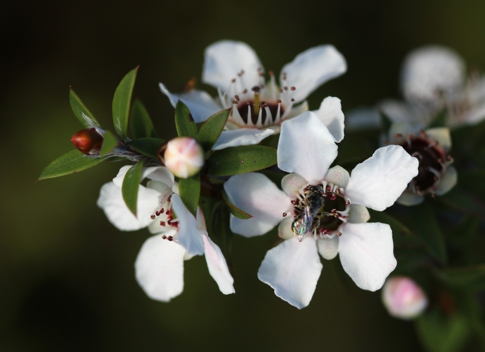 CATCH THE BUZZ – Manuka Honey to Kill Drug-Resistant Bacteria Found in Cystic Fibrosis Infections.