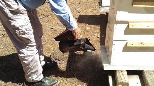 Beekeeping humo tela Tabaco Bee miel apicultura graspresslinge 1kg apicultores f Smoker 