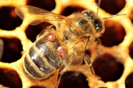 CATCH THE BUZZ – The Roles of Drifting and Robbing in Varroa Destructor Mite Infested Colonies.