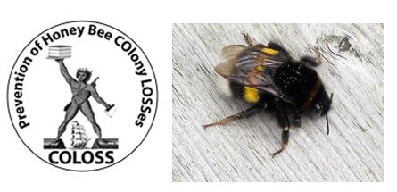 CATCH THE BUZZ – COL0SS at Apimondia Elects Officers, and, Bumblebee Males Make Bumblebee Queens Blind, For A While.