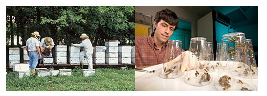 CATCH THE BUZZ – Weak Honey Bee Colonies May Fail from Cold Exposure During Shipping, and, a Gene fix for Nosema? Maybe…