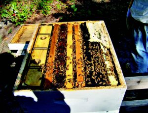 Plastic BEEKEEPING honey bees In Hive Frame Feeders 