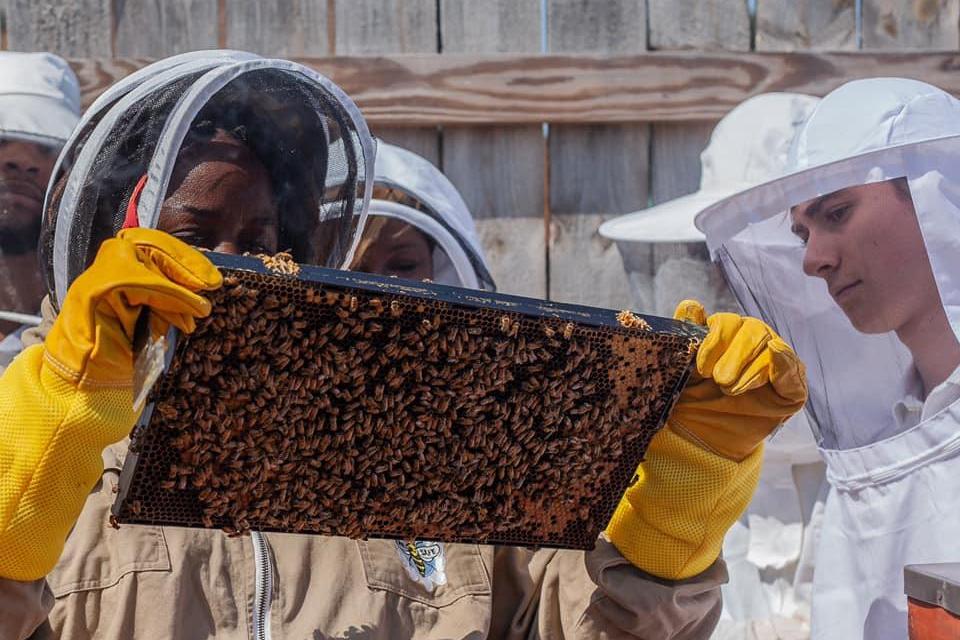 CATCH THE BUZZ – Beekeeping Sweetens Depressed Economy