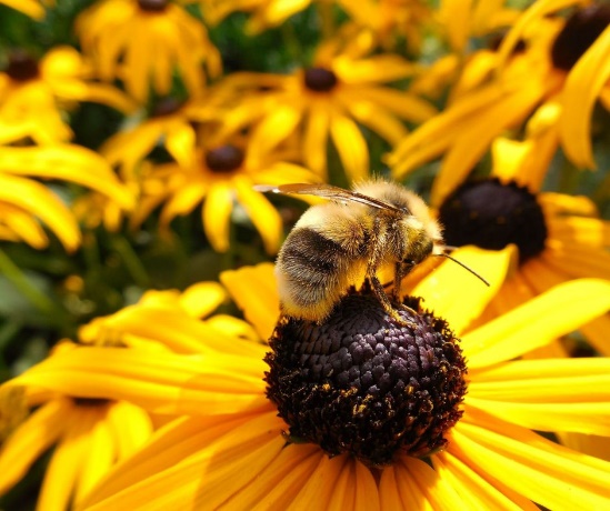 CATCH THE BUZZ – Buzz- Blaming Farming Practices