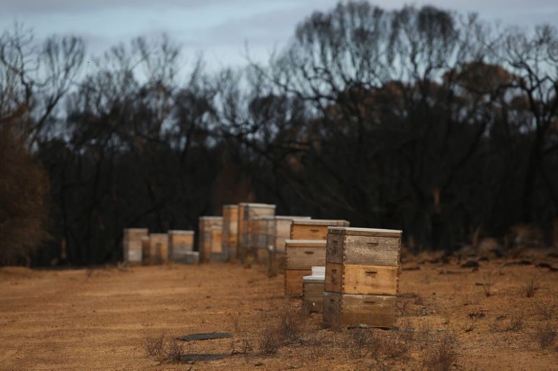 CATCH THE BUZZ – Millions of Bee Deaths Threaten Australia’s Almond Harvest.