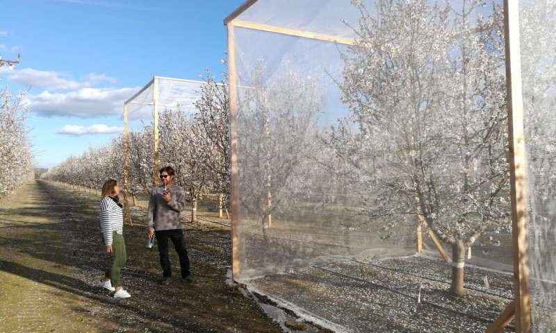 CATCH THE BUZZ – Self Pollinating Almonds??