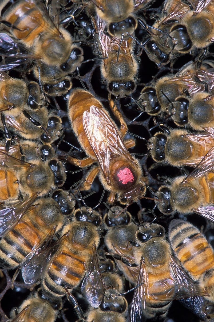 CATCH THE BUZZ – Honey Bee Exposure to Pesticides