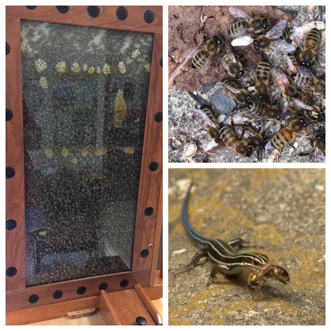 CATCH THE BUZZ – A Yellow Marked Queen