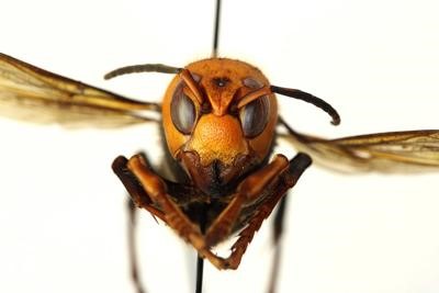 CATCH THE BUZZ- Tracking Asian Giant Hornet