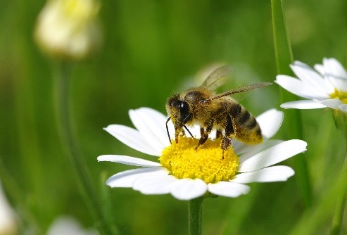 CATCH THE BUZZ – World Bee Day!