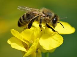 CATCH THE BUZZ – How Do Bees Make Honey