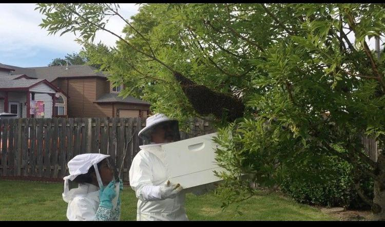 CATCH THE BUZZ – Honey Bee Swarm Season