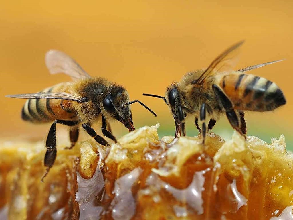 Honey Bees