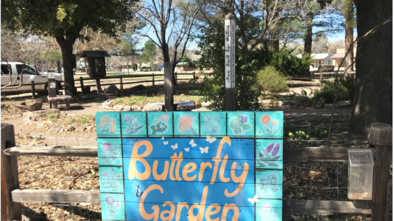 Pit Stop for Monarch Butterflies