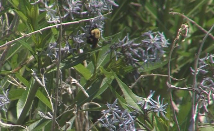 CATCH THE BUZZ – Community College Pollinator Garden