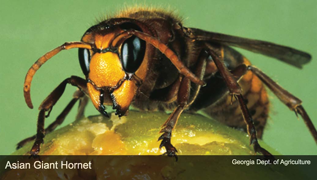 giant japanese hornet sting wound